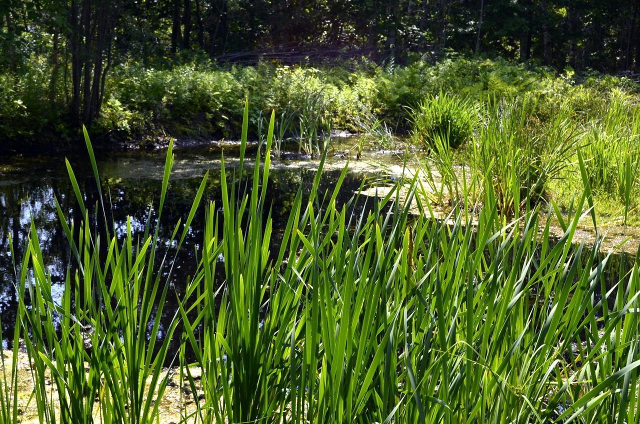 Still Point Lodge Deep Brook Dış mekan fotoğraf